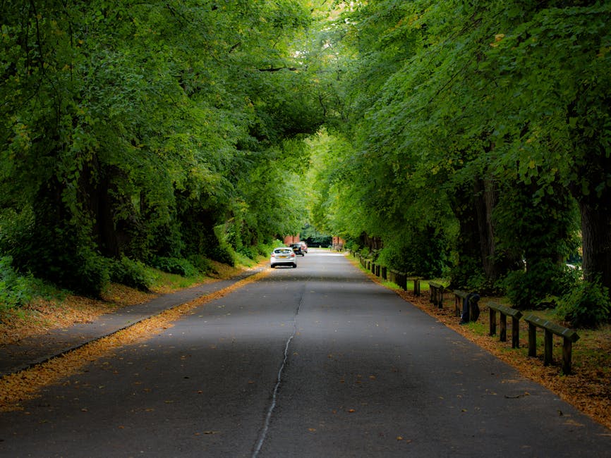 A quiet residential street lined with tall, leafy green trees forming a canopy over the road, with parking spaces on each side where several cars are parked. The asphalt road shows signs of previous use, and there are fallen leaves scattered along the pavement edges. On the right side, low black bollards separate the road from the sidewalk. The scene is well-lit with natural daylight filtering through the dense foliage. This setting provides a calm environment suitable for home relocation activities, such as furniture transport and loading during house removals. Occasionally, professional removal services like Harrow Man and Van may utilize such drives for safe access and efficient logistics during packing and moving projects.